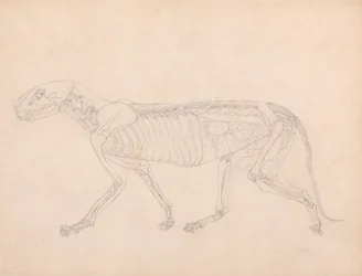 Tiger Body, Lateral View