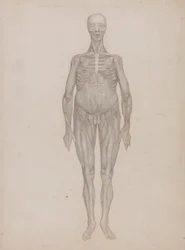 Human Figure, Anterior View