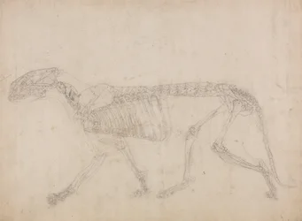 A Comparative Anatomical Exposition of the Structure of the Human Body with that of a Tiger and a Common Fowl: Tiger Skeleton, Lateral View