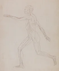 A Comparative Anatomical Exposition of the Structure of the Human Body with that of a Tiger and a Common Fowl: Human Figure, Lateral View (Related to Table XIII, detailed study of the blood vessels supplying the muscles)