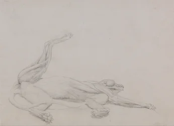 Tiger Body, Recumbent, Viewed Ventrally