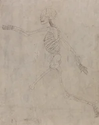 A Comparative Anatomical Exposition of the Structure of the Human Body with that of a Tiger and a Common Fowl: Human Skeleton, Lateral View