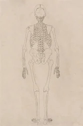 A Comparative Anatomical Exposition of the Structure of the Human Body with that of a Tiger and a Common Fowl: Human Skeleton, Posterior View