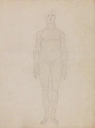 Study of the Human Figure, Anterior View