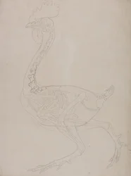 Fowl Skeleton, Lateral View