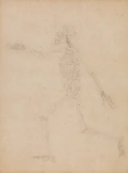 Human Skeleton, Lateral View