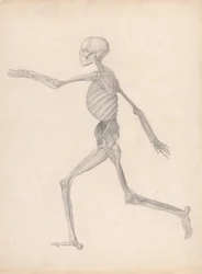 Comparative Anatomical Exposition: Human Figure, Lateral View