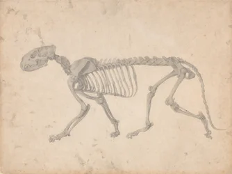 Comparative Anatomical Exposition: Tiger Skeleton, Lateral View