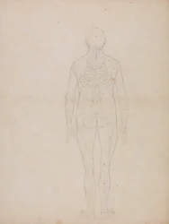 Comparative Anatomical Exposition: Human Figure, Posterior View
