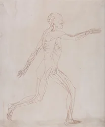 Human Figure, Lateral View