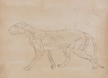 Comparative Anatomical Exposition: Tiger Body, Lateral View