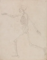A Comparative Anatomical Exposition of the Structure of the Human Body with that of a Tiger and a Common Fowl: Human Skeleton, Lateral View