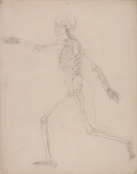 A Comparative Anatomical Exposition of the Structure of the Human Body with that of a Tiger and a Common Fowl: Human Skeleton, Lateral View