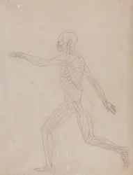 A Comparative Anatomical Exposition of the Structure of the Human Body with that of a Tiger and a Common Fowl: Human Figure, Lateral View