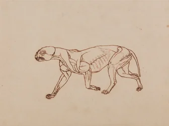 Comparative Anatomical Exposition of the Human Body with a Tiger and a Common Fowl: Leopard Body, Lateral View