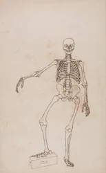 A Comparative Anatomical Exposition of the Structure of the Human Body with that of a Tiger and a Common Fowl: Human Skeleton, Anterior View
