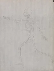 A Comparative Anatomical Exposition of the Structure of the Human Body with That of a Tiger and a Common Fowl: Human Figure, Lateral View