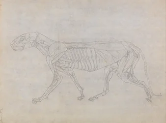 Comparative Anatomical Exposition of the Structure of the Human Body with that of a Tiger and a Common Fowl: Tiger Body, Lateral View