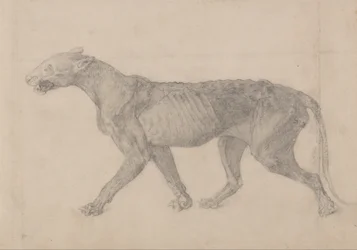 Tiger Body, Lateral View (First of nine drawings of another specimen of tiger)