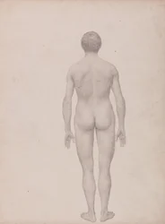 Human Figure, Posterior View, Undissected (Finished Study for Table VII)