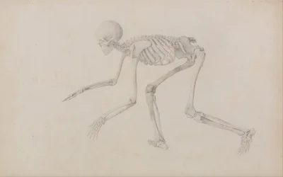 Human Skeleton, Lateral View (in Crawling Posture; finished study for an unpublished table)