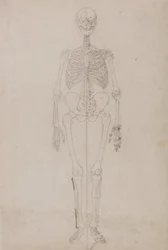 Human Skeleton, Anterior View (Final study)