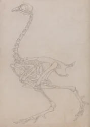 Fowl Skeleton, Lateral View (Outline drawing of the skeleton prepared for the key figure to Table V)