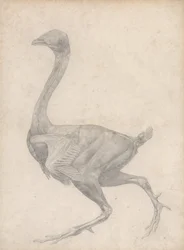 Fowl, Lateral View, with Skin and Underlying Fascial Layers Removed (Finished Study for Table XV)