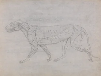 Tiger Body, Lateral View
