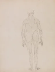 Human Figure, Posterior View