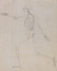 Human Skeleton, Lateral View