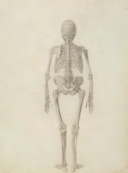 Human Skeleton, Posterior View