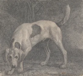 A Foxhound on the Scent