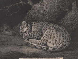 A Sleeping Leopard (engraved by the artist)