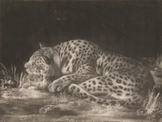 A Tiger (Sleeping Leopard)