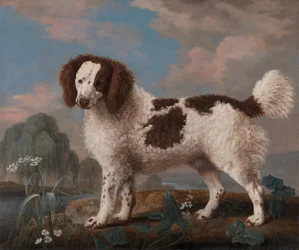 Brown and White Norfolk or Water Spaniel, 1778