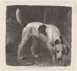 Dog (A Foxhound on the Scent), Engraved by the Artist, pub. 1788