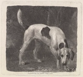A Foxhound on the Scent