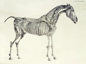 Fifth Anatomical Table, from 