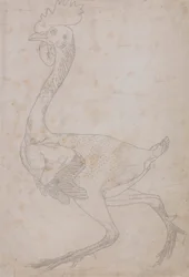 Fowl Body, Lateral View