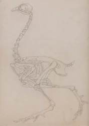 Fowl Skeleton, Lateral View