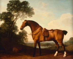 A Saddled Bay Hunter