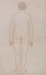 Human Body, Posterior View (Outline Drawing for Table VII)