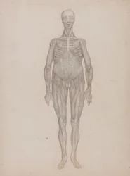 Human Figure, Anterior View