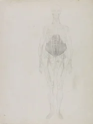 Human Figure, Anterior View