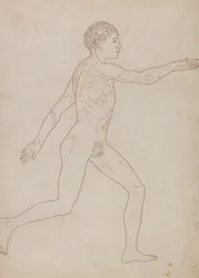 Human Figure, Lateral View (Outline Study in Reverse of Table VIII)