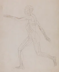 Human Figure, Lateral View