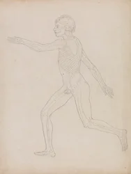 Human Figure, Lateral View