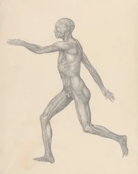Human Figure, Lateral View, after Removal of the Skin and the Underlying Fascial Layers (Finished Study for Table XIII)