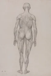 Human Figure, Posterior View